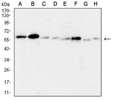 1 - Anti-TACSTD2 Antibody AP96069