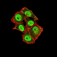 3 - Anti-TARDBP Antibody AP96070