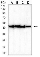 1 - Anti-TARDBP Antibody AP96070