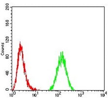 4 - Anti-TBP Antibody AP96071