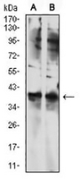 1 - Anti-TBP Antibody AP96071
