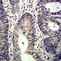 19 - Anti-TET2 Antibody AP96072