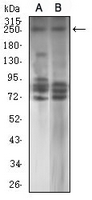 1 - Anti-TET2 Antibody AP96072