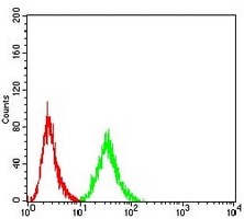 4 - Anti-AP-2-alpha Antibody AP96073