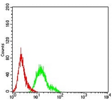 4 - Anti-AP-2-alpha Antibody AP96074
