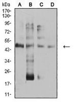 1 - Anti-AP-2-alpha Antibody AP96074