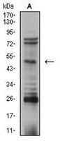 1 - Anti-AP2-beta Antibody AP96075