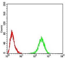 4 - Anti-Tyrosine Hydroxylase Antibody AP96076