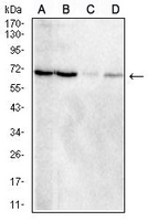 1 - Anti-TIM4 Antibody AP96077