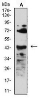 1 - Anti-CD268 Antibody AP96079