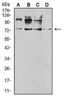 1 - Anti-CD120b Antibody AP96080