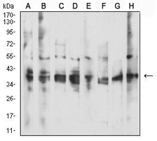 1 - Anti-CD137 Antibody AP96082