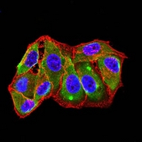 3 - Anti-CD254 Antibody AP96083