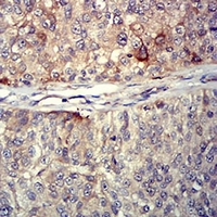19 - Anti-CD254 Antibody AP96083