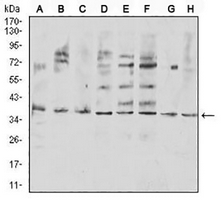 1 - Anti-CD254 Antibody AP96083