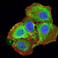 3 - Anti-CD257 Antibody AP96084