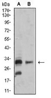 1 - Anti-CD257 Antibody AP96084