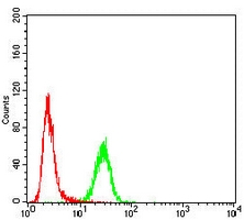 4 - Anti-Topoisomerase 1 Antibody AP96087