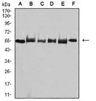 1 - Anti-TRAF2 Antibody AP96089