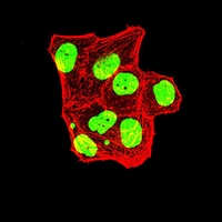 3 - Anti-TRBC1 Antibody AP96090
