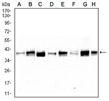 1 - Anti-TRBC1 Antibody AP96090