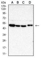 1 - Anti-TRIB2 Antibody AP96092
