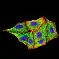 3 - Anti-TRIM25 Antibody AP96093