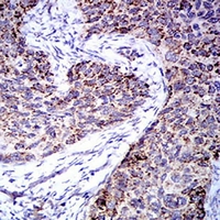 19 - Anti-TRIM25 Antibody AP96093