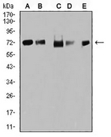 1 - Anti-TRIM25 Antibody AP96093