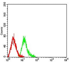 4 - Anti-TRIM29 Antibody AP96094