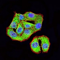 3 - Anti-TRIM29 Antibody AP96094