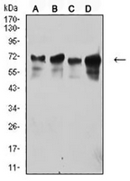 1 - Anti-TRIM29 Antibody AP96094