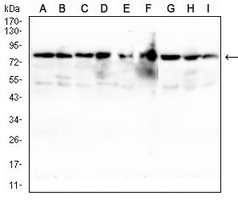 1 - Anti-TSPAN16 Antibody AP96096