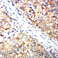 19 - Anti-Tetraspanin 8 Antibody AP96097