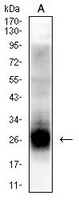 1 - Anti-Tetraspanin 8 Antibody AP96097