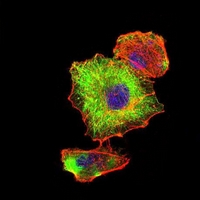 3 - Anti-Beta-tubulin Antibody AP96099