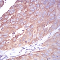 19 - Anti-Beta-tubulin Antibody AP96099