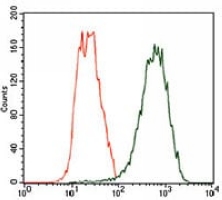 4 - Anti-Beta2A-tubulin Antibody AP96100