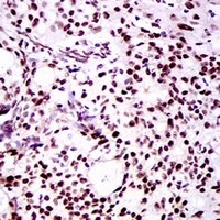 19 - Anti-TWIST Antibody AP96101