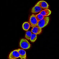 3 - Anti-PGP9.5 Antibody AP96103