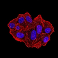 3 - Anti-UFD1L Antibody AP96104