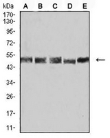 1 - Anti-UFD1L Antibody AP96104