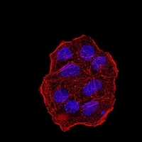 3 - Anti-UHRF1 Antibody AP96105