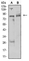 1 - Anti-UHRF1 Antibody AP96105