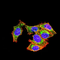 3 - Anti-UQCRC1 Antibody AP96108