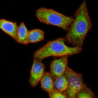 3 - Anti-RISP Antibody AP96109