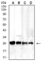 1 - Anti-RISP Antibody AP96109