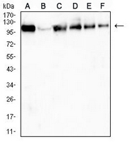 1 - Anti-USP11 Antibody AP96110