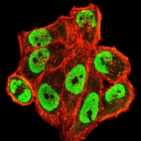 3 - Anti-USP7 Antibody AP96111