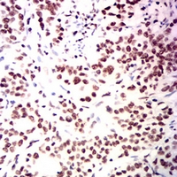 19 - Anti-USP7 Antibody AP96111